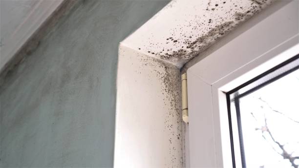Professional Mold Remediation in Warsaw, IL