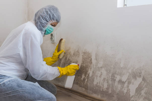 Best Post-Flood Mold Remediation in Warsaw, IL